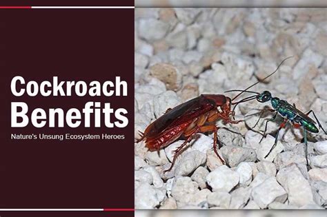 Cockroach Benefits: Nature's Unsung Ecosystem Heroes.